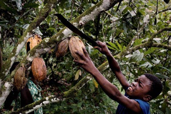 7 marcas de chocolate que exploram crianças escravas
