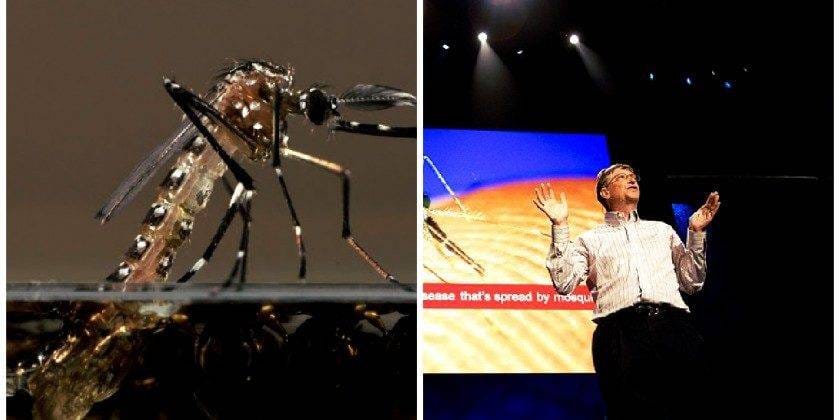 Zika Vírus: O mosquito mutante do Bill Gates é declarado ameaça mundial
