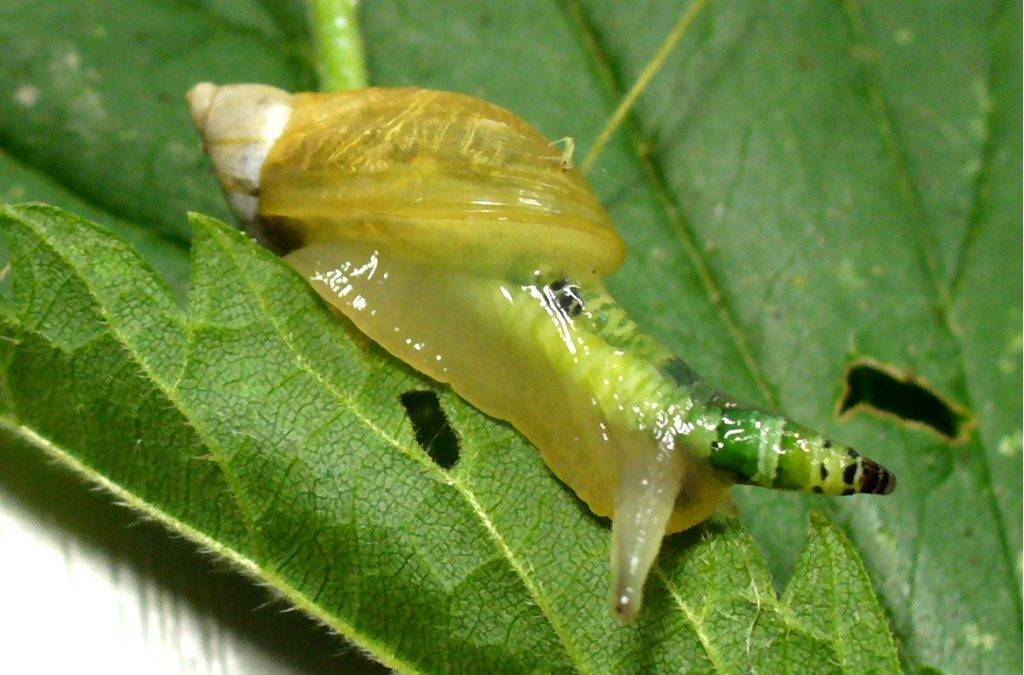 caracol-zumbi-Thomas-Hahmann-Creative-Commons