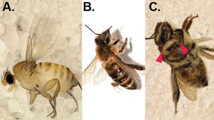montagem-abelha-larva-20120104-original