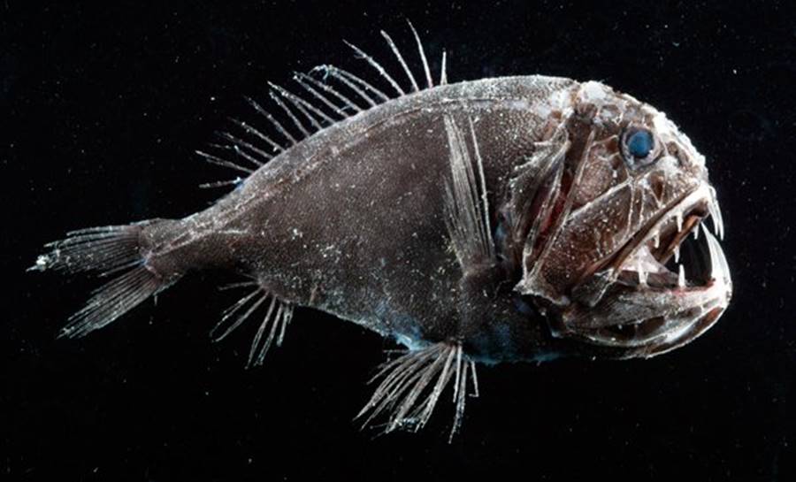 Nem mesmo os peixes abissais sobrevivem na Fossa das Marianas
