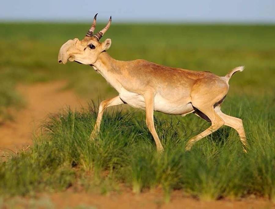 Saiga, um dos animais bizarros