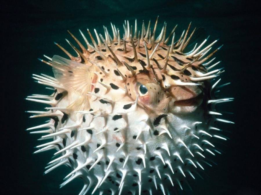 Baiacu (Teraodontidae)