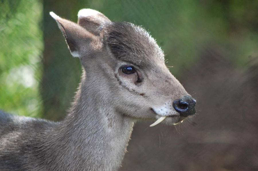Cervo vampiro, um dos animais bizarros