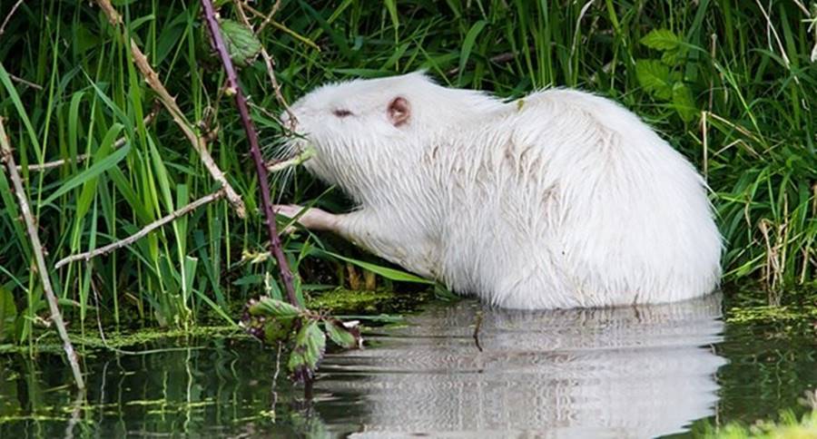 Capivara