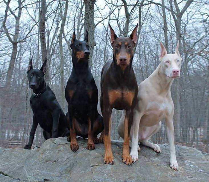 Cachorro