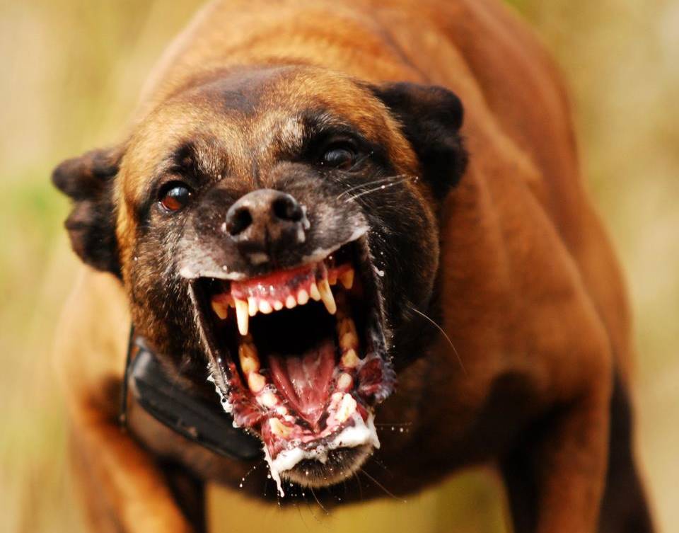 Cães, um dos animais que mais matam 