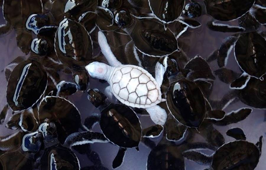 Tartaruga