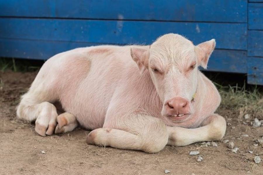 Búfalo