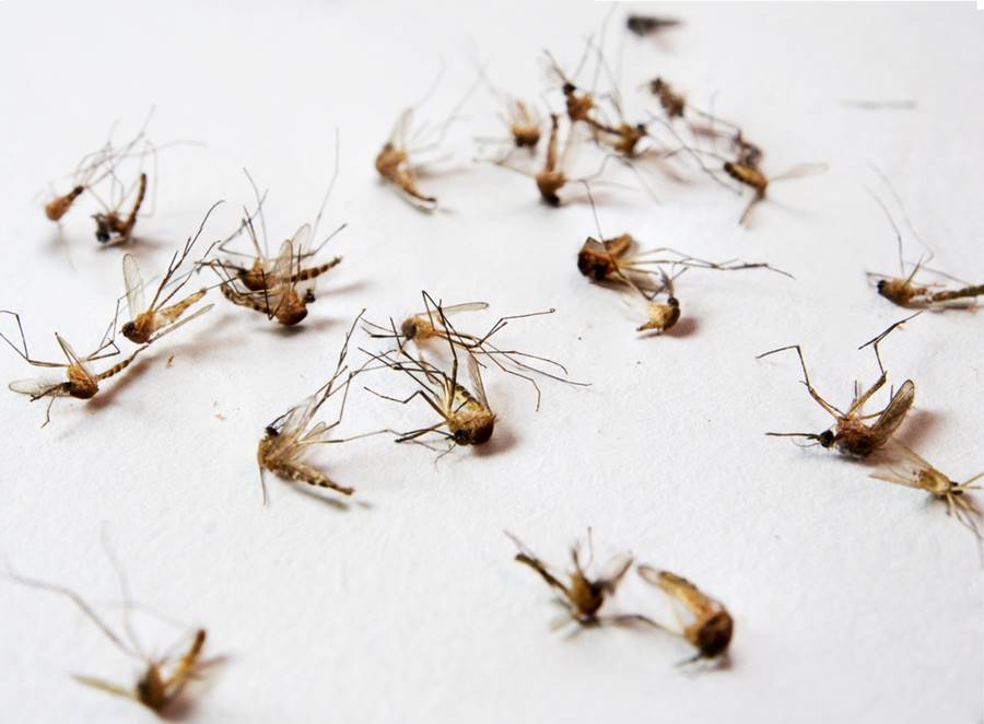 Mosquitos, um dos animais que mais matam 