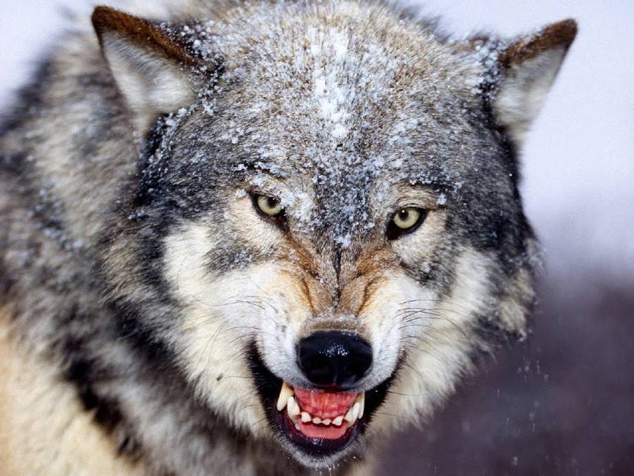 Lobo, um dos animais que mais matam 