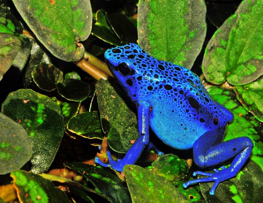 Rã-dardo-venenoso (Dendrobatidae)