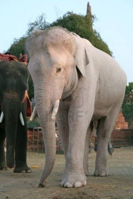 Elefante