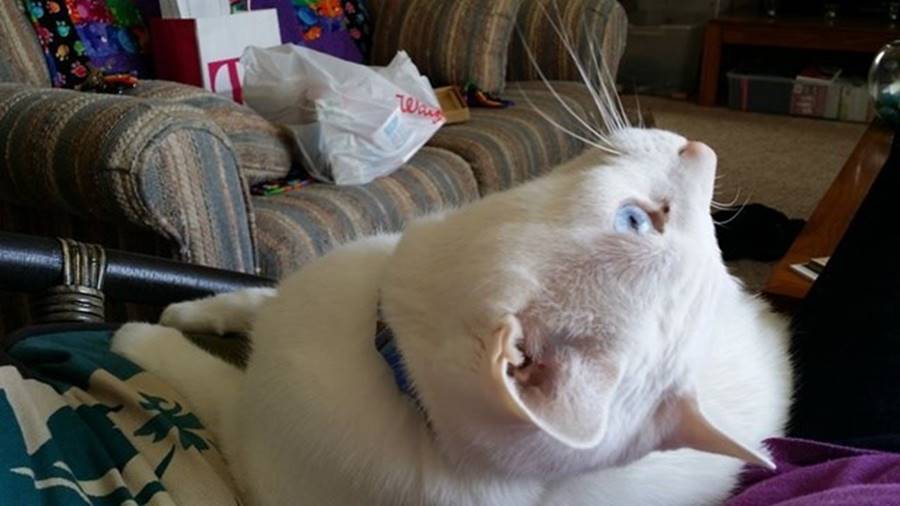 Gato