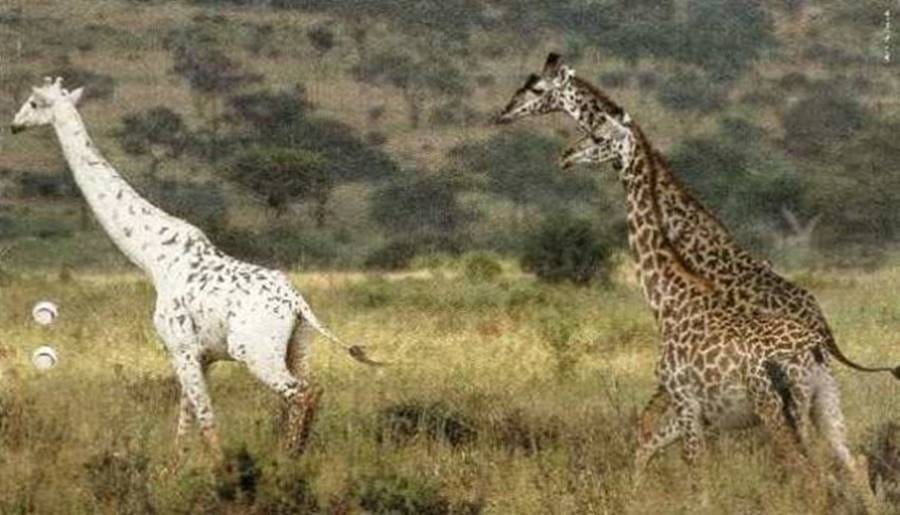 Girafa