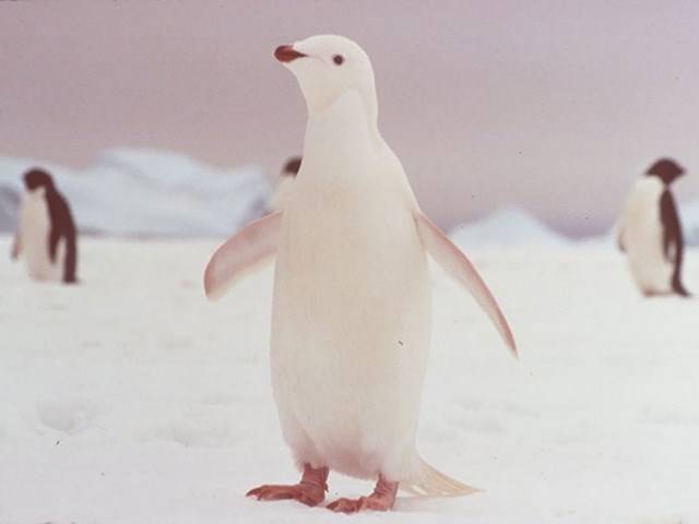Pinguim