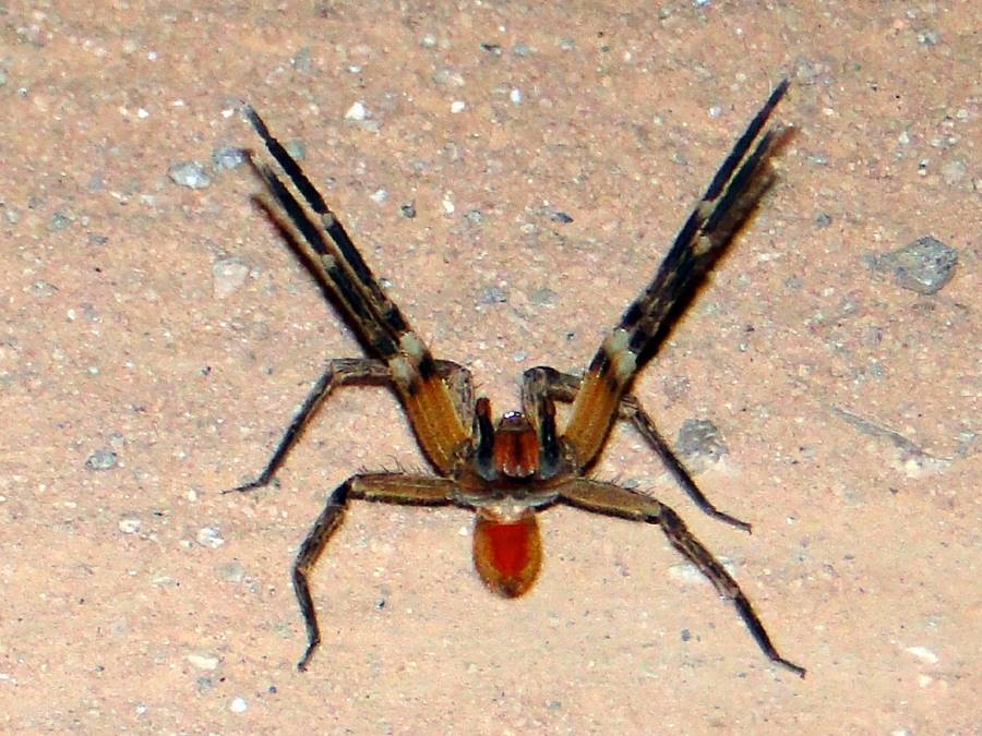 Aranha armadeira ou aranha-de-banana (Phoneutria)