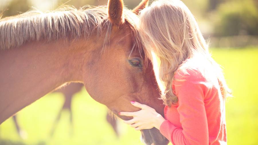 Comportamento de animais - cavalo