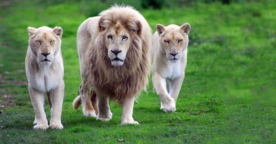 Leões, um dos animais que mais matam 