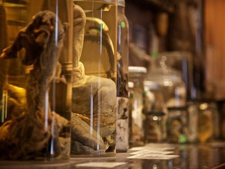Museu Falológico