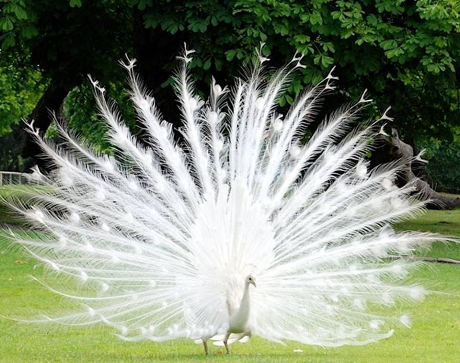 Pavão