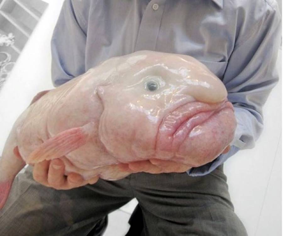 Peixe gota, um dos animais bizarros