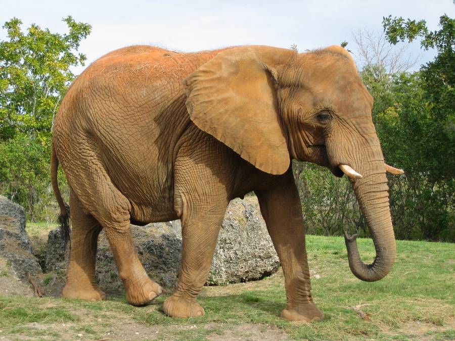 Elefante, um dos animais que mais matam 