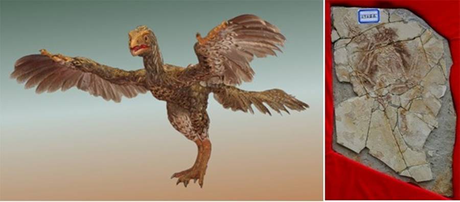 Archaeoraptor, uma das maiores fraudes arqueológicas