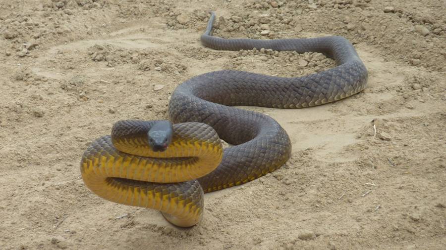 Inland taipan (Oxyuranus microlepidotus)