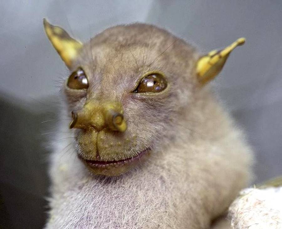 Morcego Yoda, um dos animais bizarros