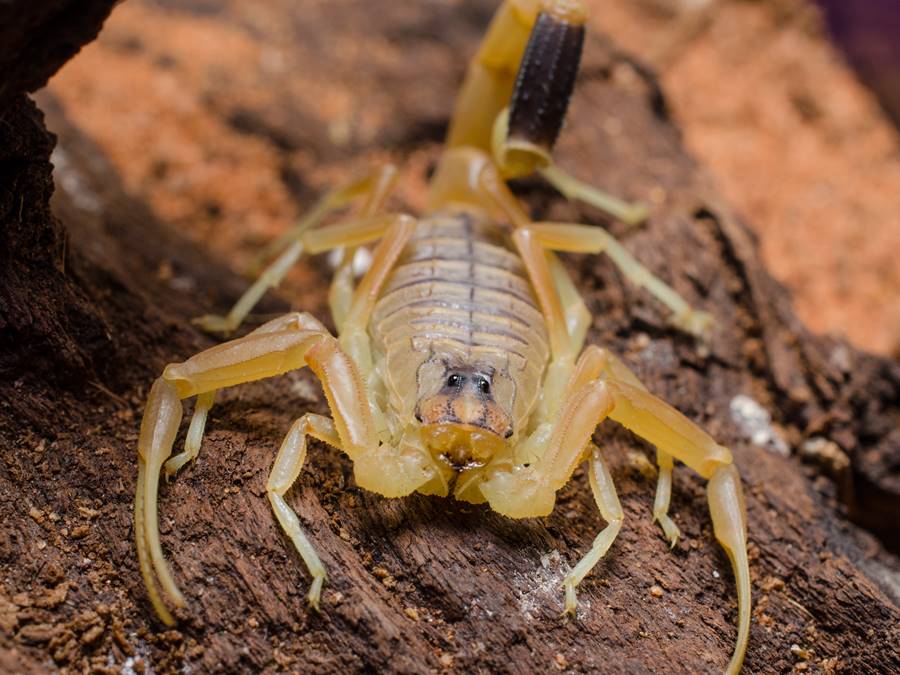 Escorpião deathstalker (Leiurus quinquestriatus)