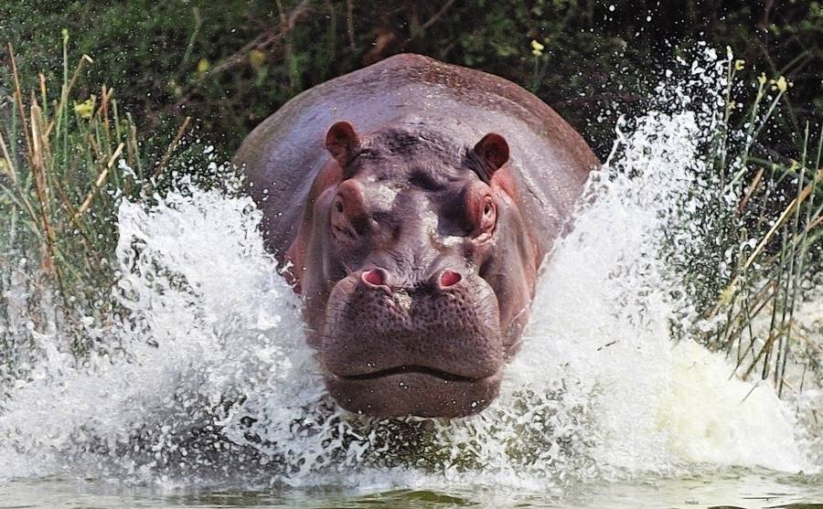 Hipopótamo, um dos animais que mais matam 