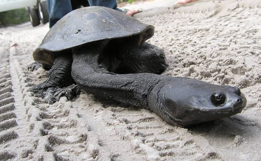 Tartaruga pescoçuda, um dos animais bizarros
