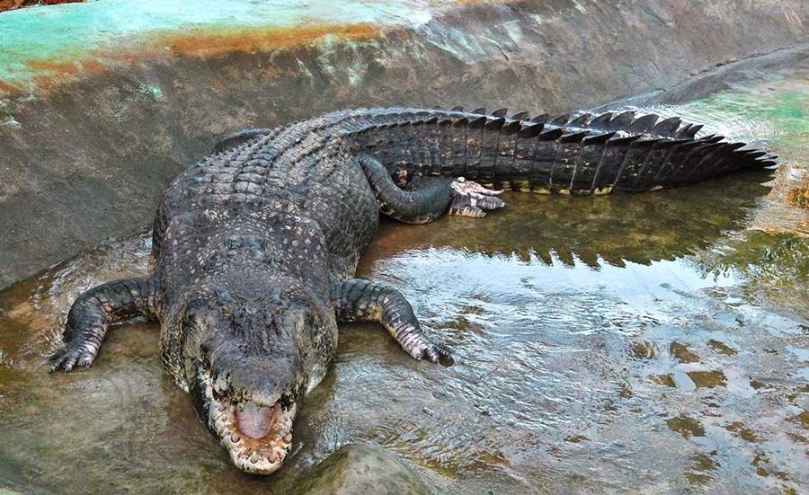 Crocodilo, um dos animais que mais matam 