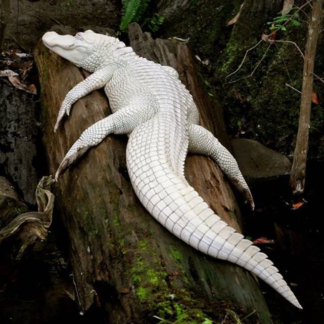 Crocodilo