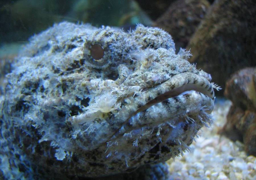 Peixe Pedra (Syncaceia verrucosa)