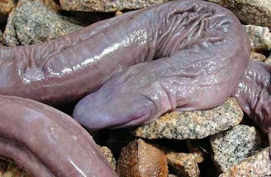 Cobra pênis, um dos animais bizarros