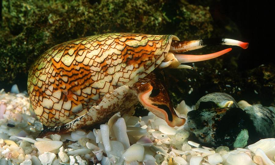 Caracol de cone-de-mármore (Conus marmoreus)