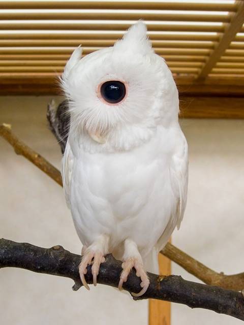 Coruja