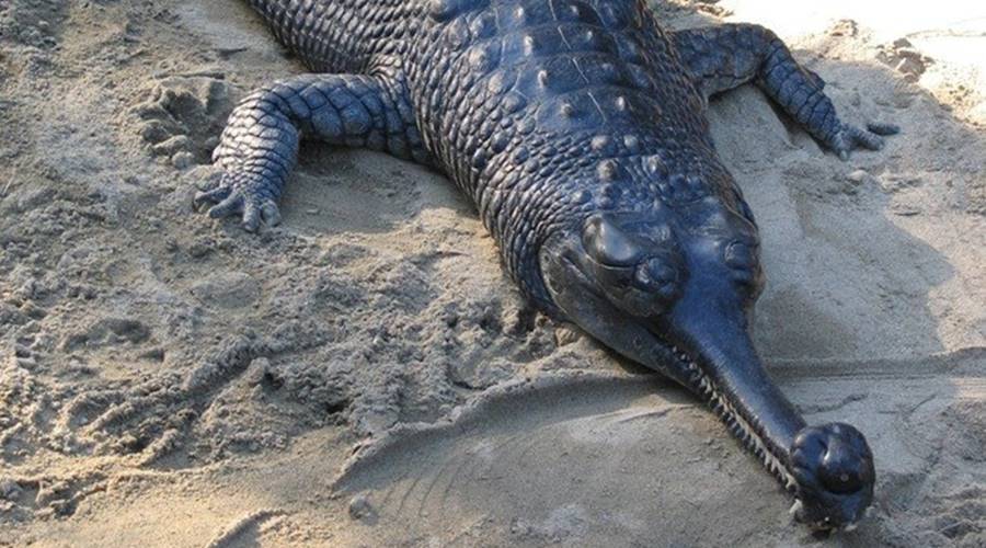 Gavial, um dos animais bizarros