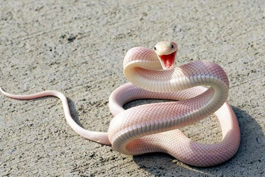 Cobra