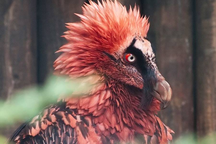 Abutre barbudo, um dos animais bizarros