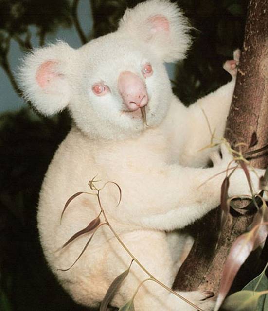 Coala
