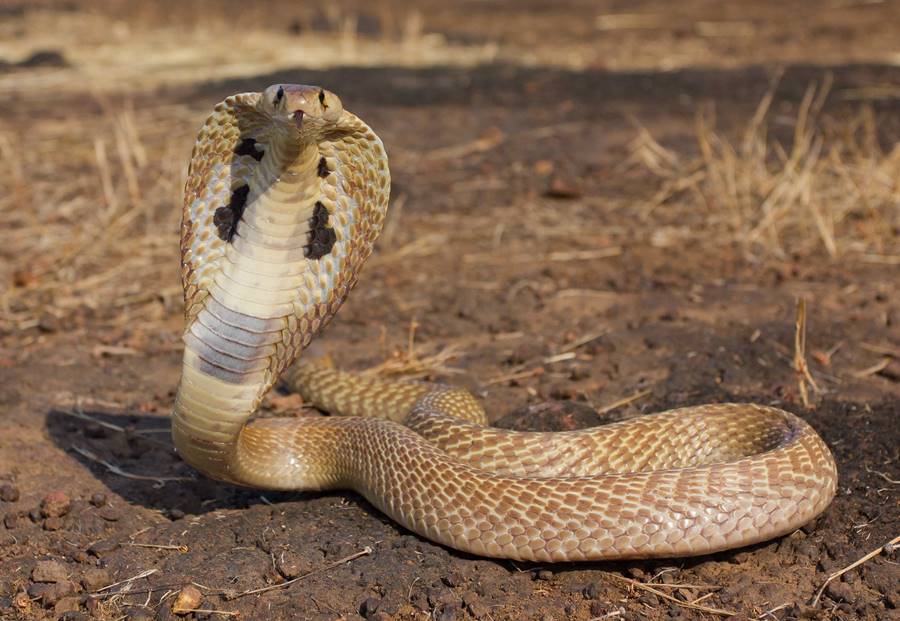 Cobra-real (Ophiophagus hannah)