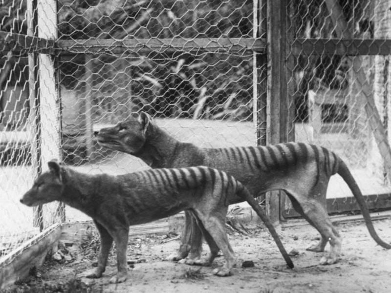 Animais extintos