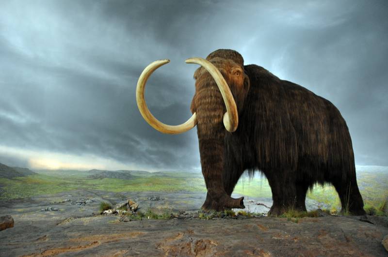 Animais extintos