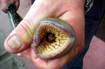 Tripofobia