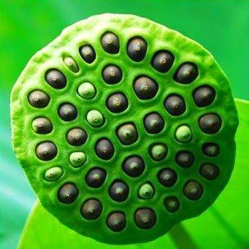 Tripofobia