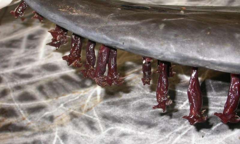 Criaturas marinhas