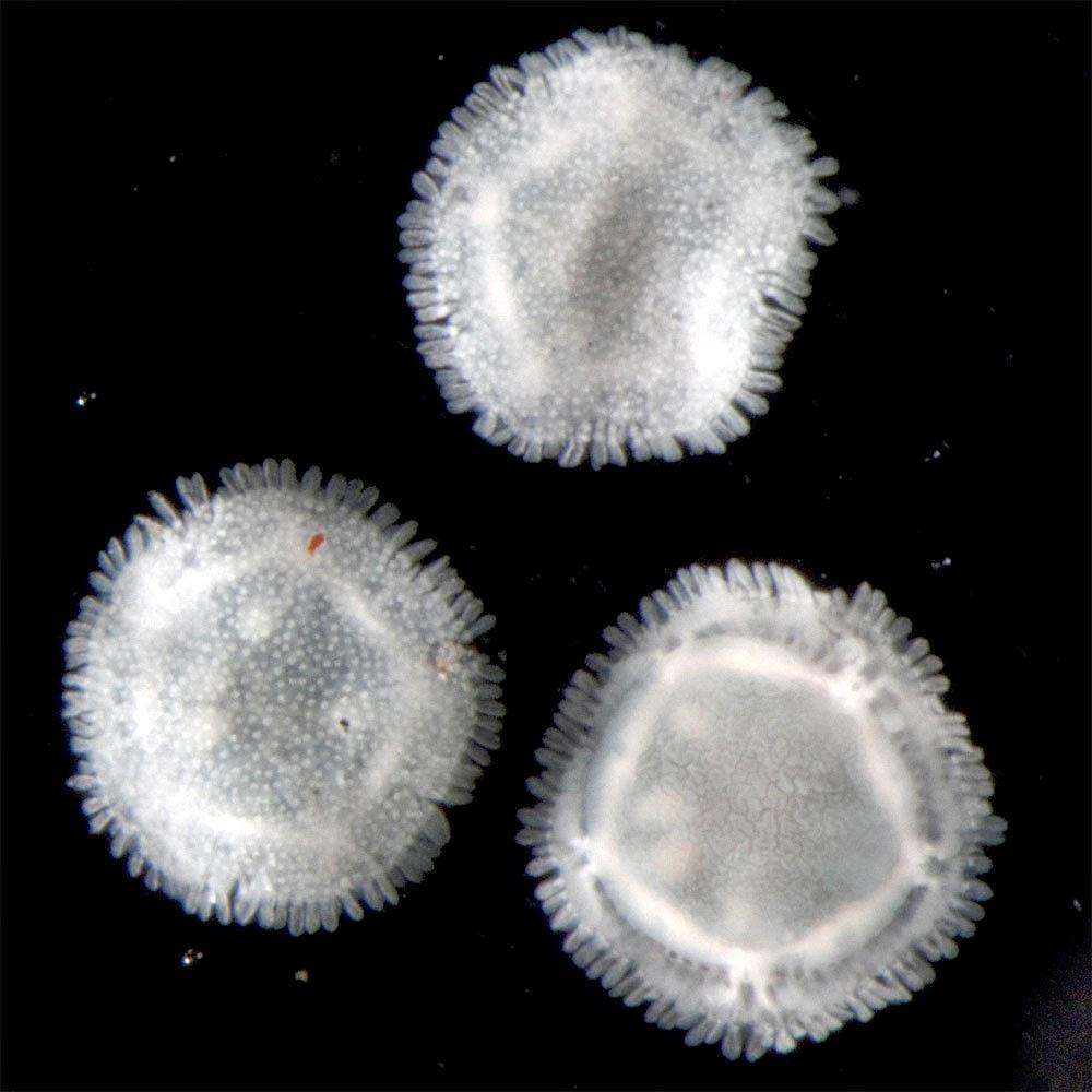 Criaturas marinhas